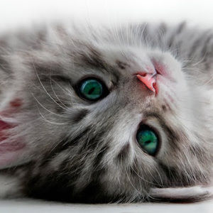 Meet your Posher, Zoe